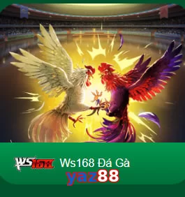 yaz88